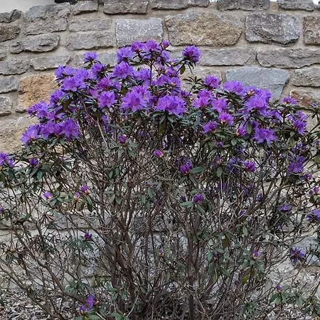 Apartment Hallenburgblick Kurort Steinbach-Hallenberg