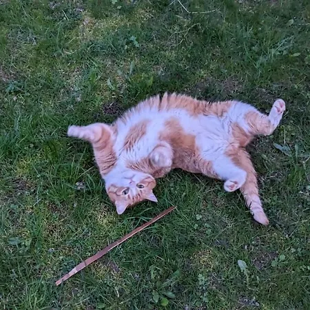 Apartment Hallenburgblick *