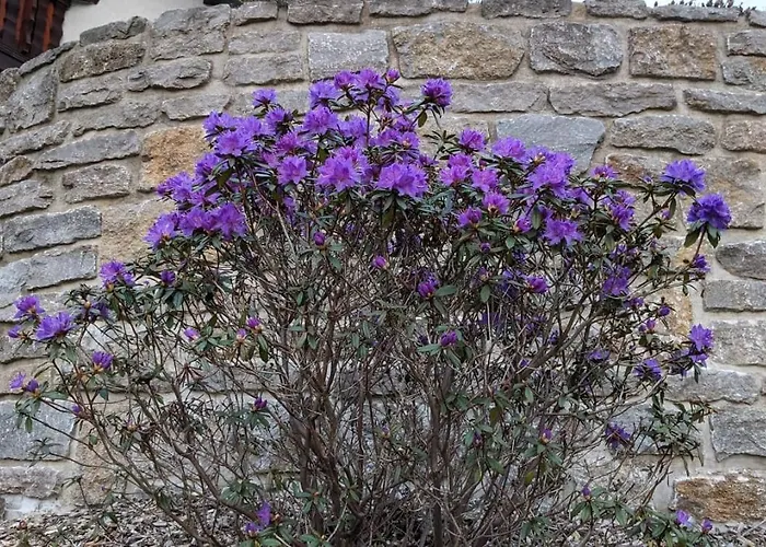Lägenhet Hallenburgblick Kurort Steinbach-Hallenberg