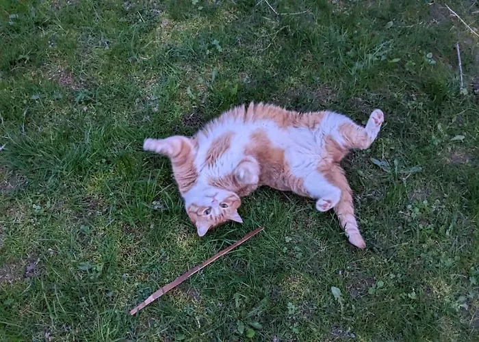 Lägenhet Hallenburgblick *